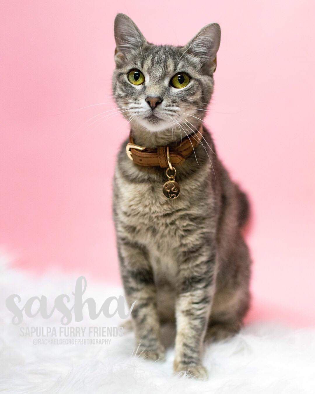 Sasha